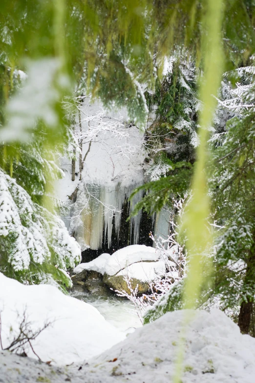 the snow has melting on trees and water