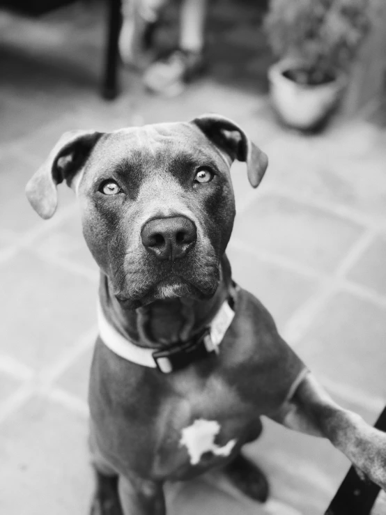 black and white po of a dog with his head hanging over the edge