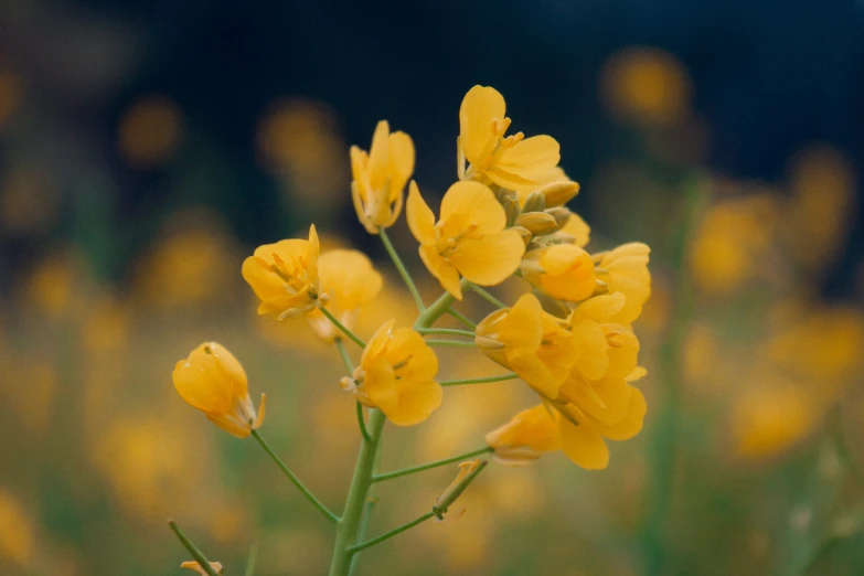 a very pretty yellow flower growing in a field