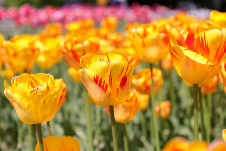 many flowers that are blooming in the field