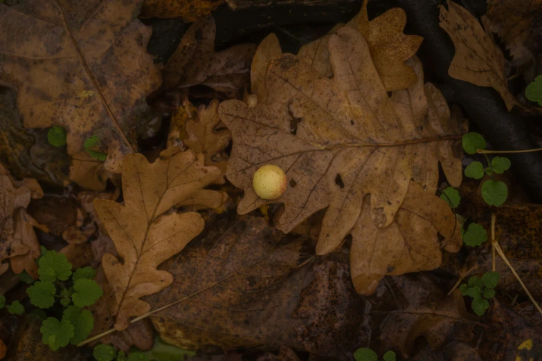 a ball is lying on leaves and green plants