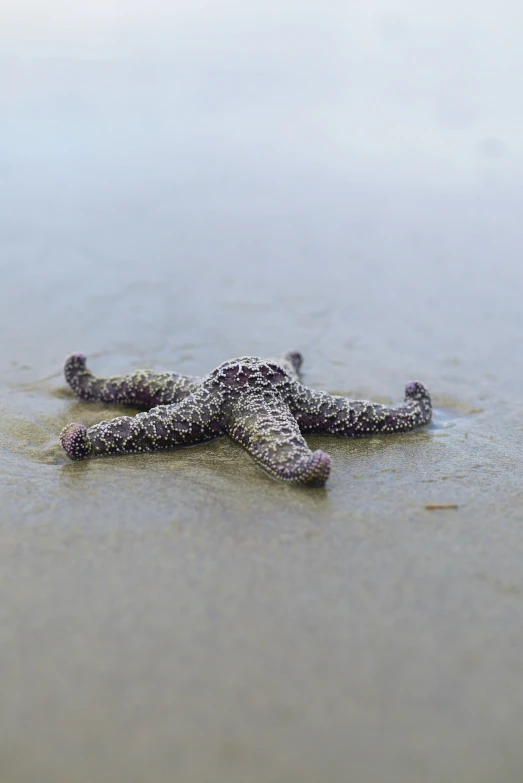 a starfish lying on its back on a sandy beach