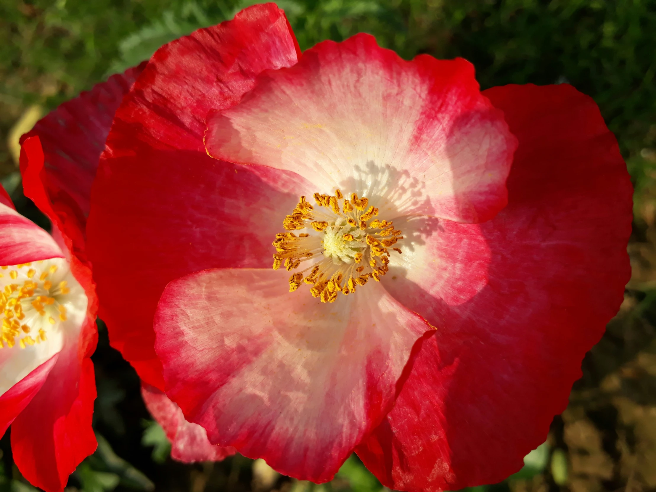 two large flowers with one yellow center and one red center