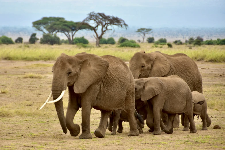 a group of elephants walking through a field