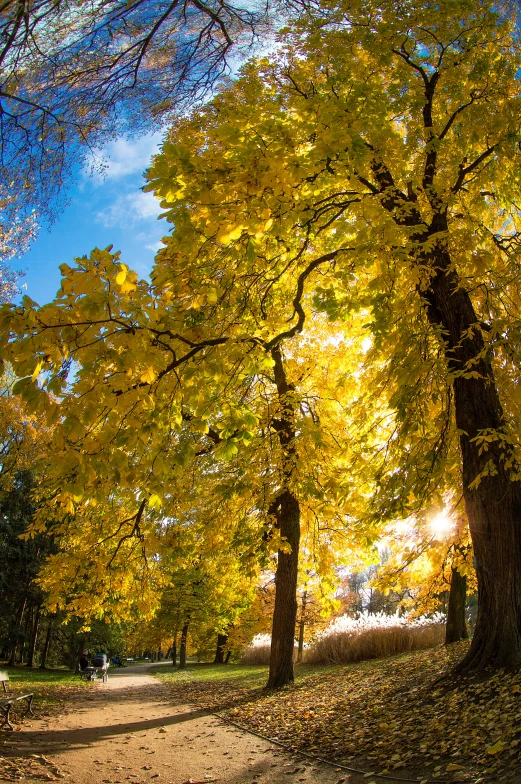 a large tree near the top of a hill with many leaves on it