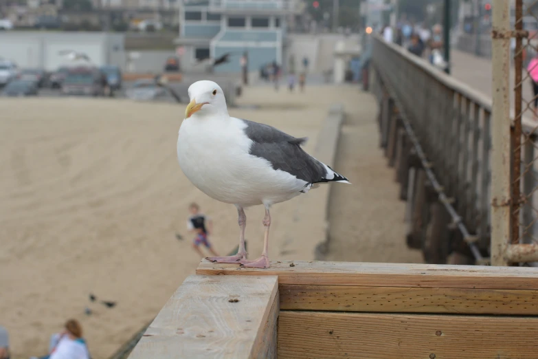 a seagull standing on the edge of a boardwalk