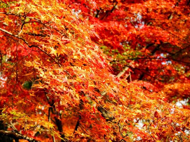 red leaves and yellow leaves hang from a tree