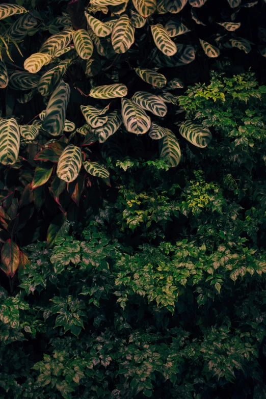 a lush green forest filled with trees and plants