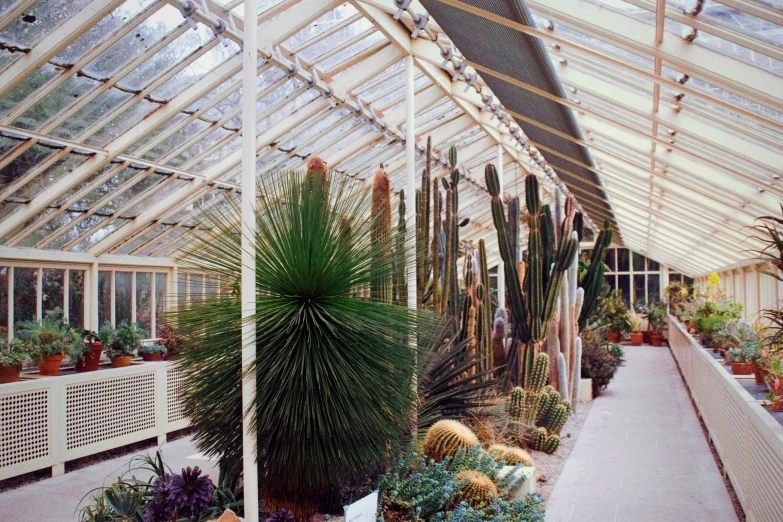 a greenhouse with a walkway surrounded by potted plants