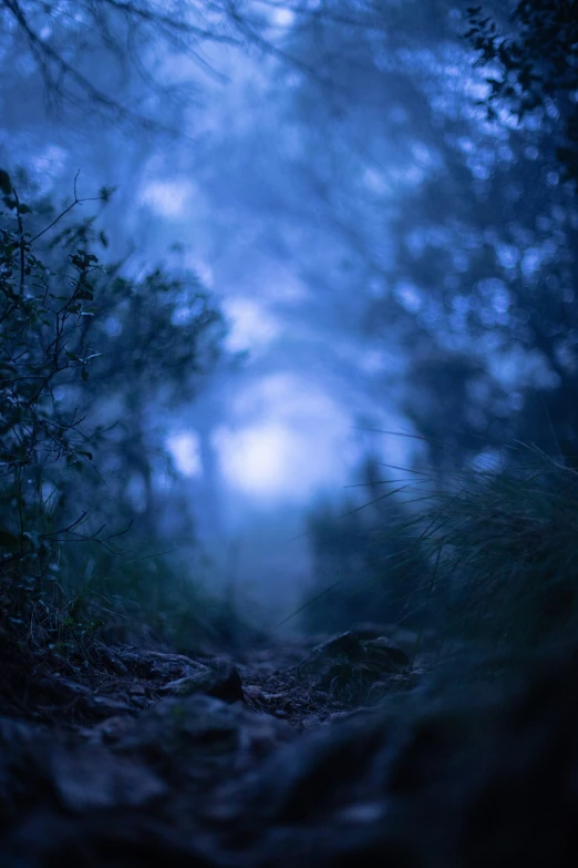 a dirt path next to trees on a hill