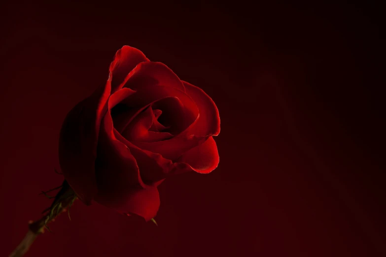 a red rose is in the middle of a black background