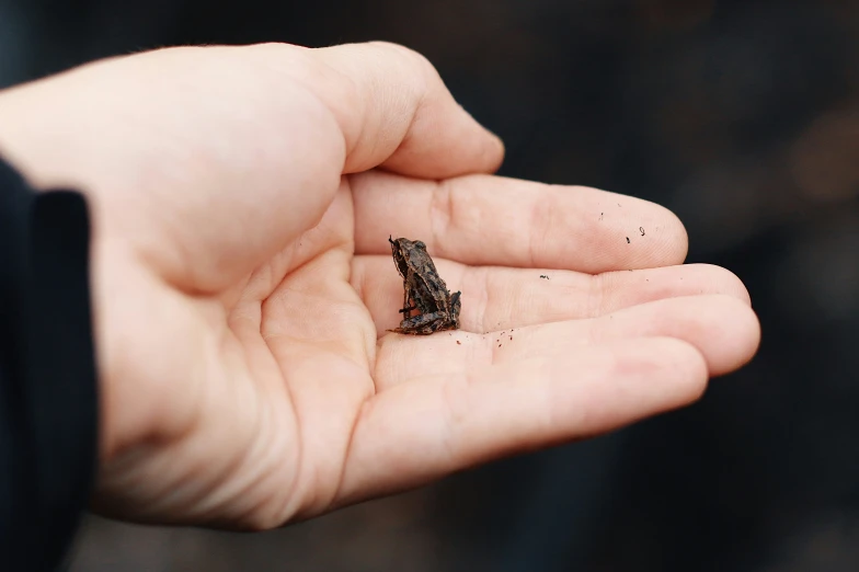 a small bug is sitting on someone's hand