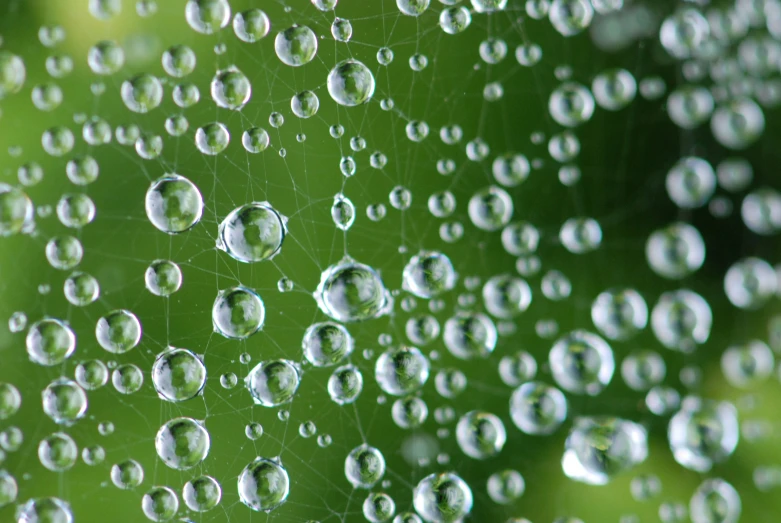 a close up view of drops of dew on green leafy