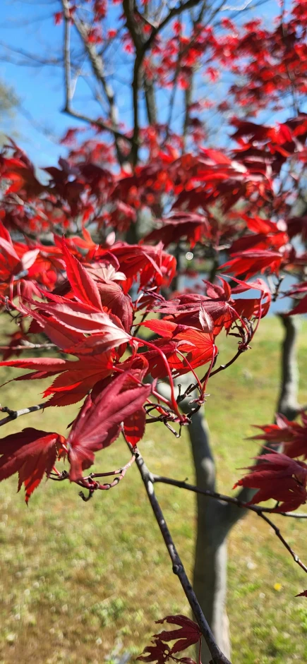 a tree in the middle of a field with lots of leaves