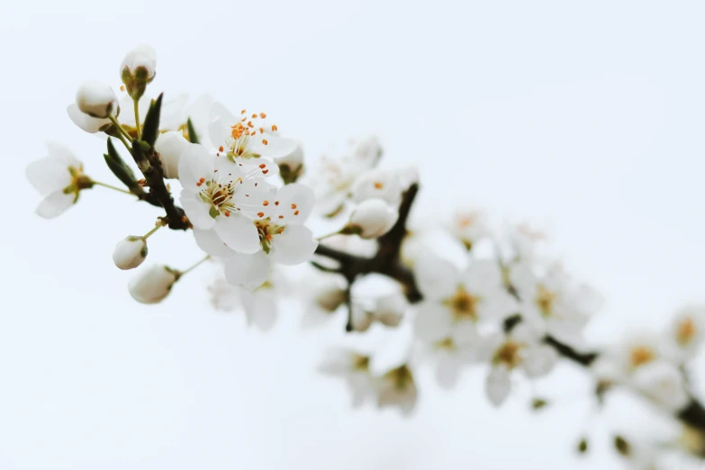 white flowers are blooming on a nch with lots of buds