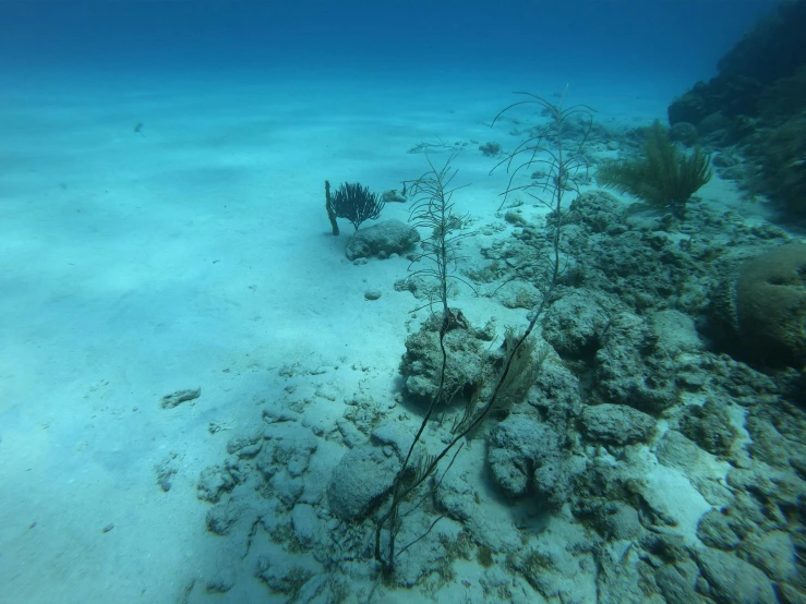 an image of a underwater po of some very weird things