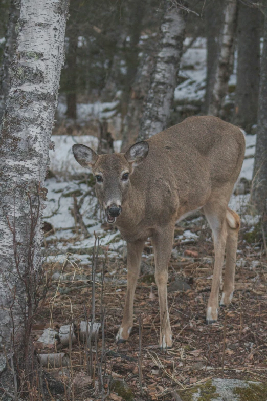 a deer in a winter forest next to some trees