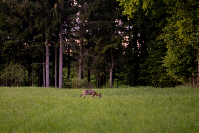 a deer is standing in a field by some trees