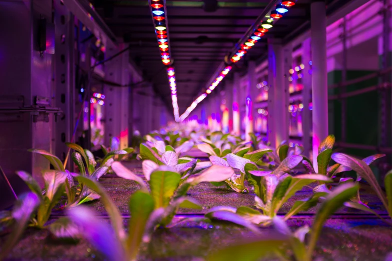 a row of lights in a building with plants growing