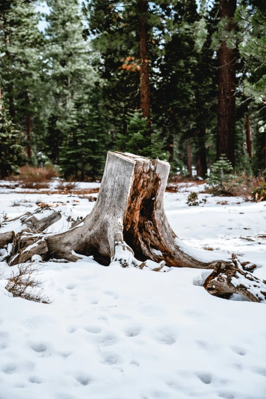 the tree stump is not completely covered by snow