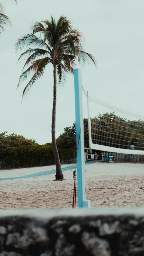 palm trees and volleyball goal in sandy area