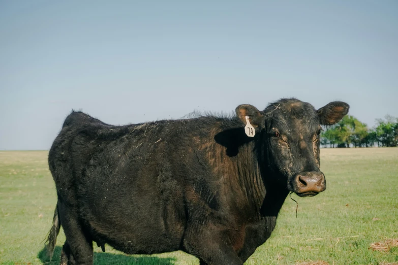 a brown cow standing on top of a lush green field