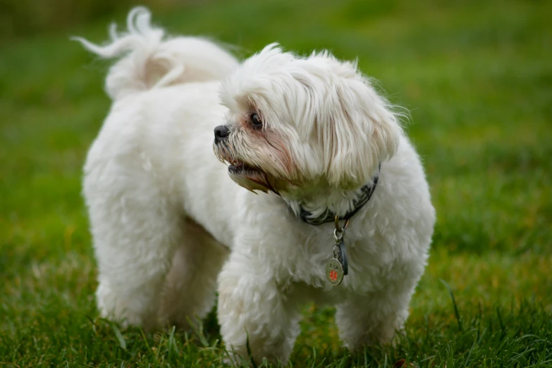 a small white dog standing in the grass
