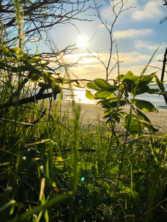 the sun shining through the leaves of some grass by water