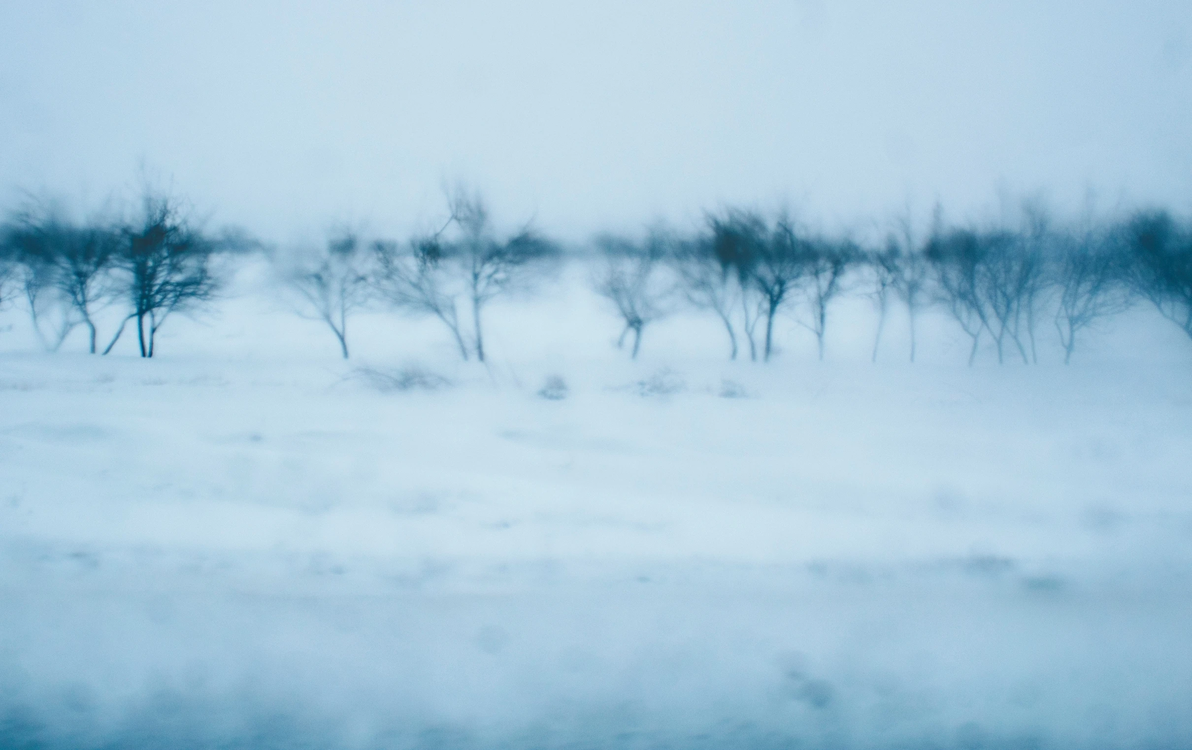 blurry trees in snow at dusk time