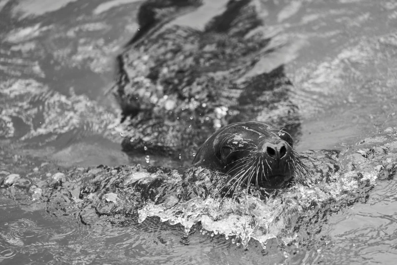 a black and white image of a seal swimming