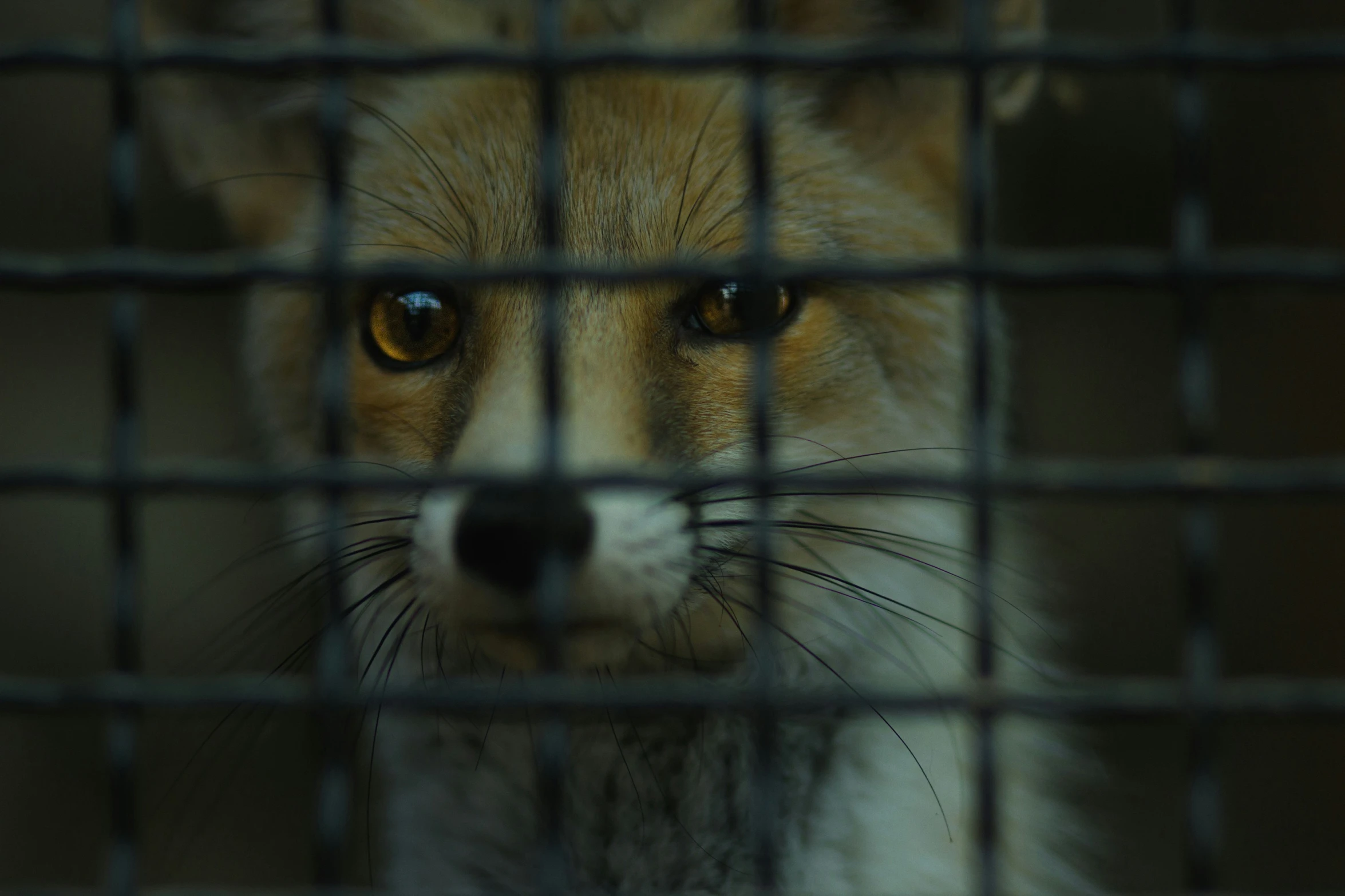 an adult fox sitting behind bars in a cage