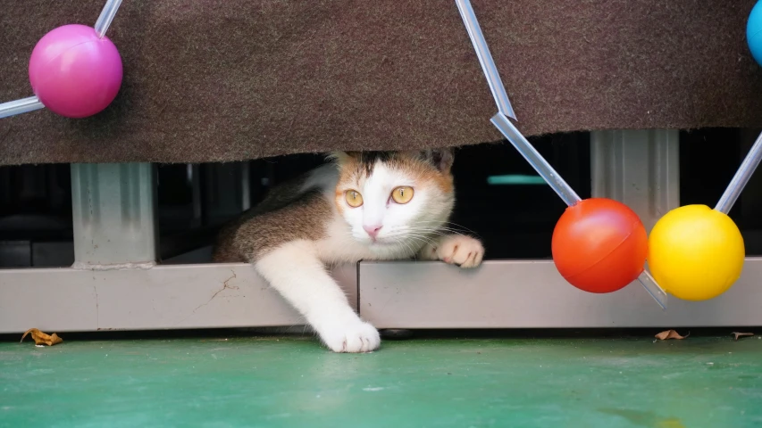 there is a cat that is hiding under the floor