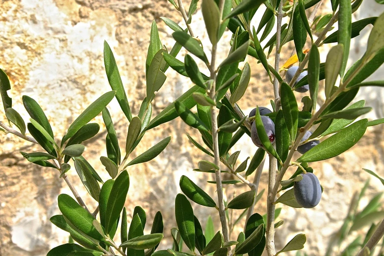 there are olives growing on this plant