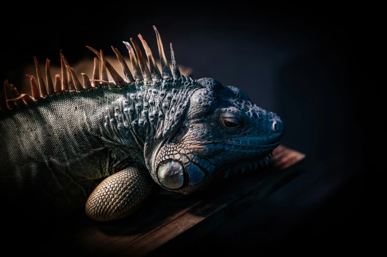 an iguana resting on a wood beam in the dark