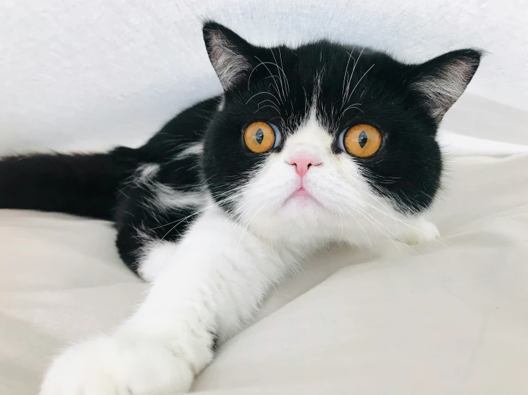 a black and white cat laying on top of a bed
