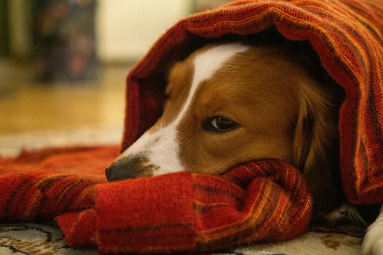 a dog is laying down under the blankets