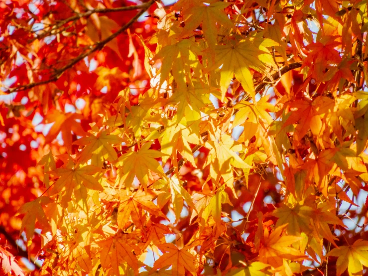 autumn leaves against a bright blue sky are a must to add color