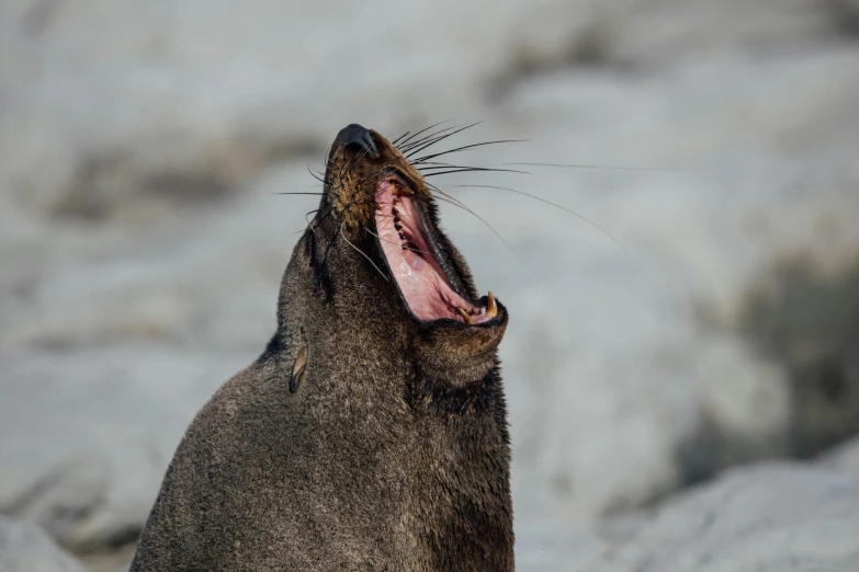 the seal is yawning and making faces