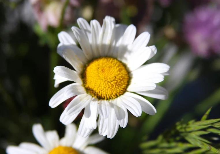 a closeup s of three white and yellow daisy flowers