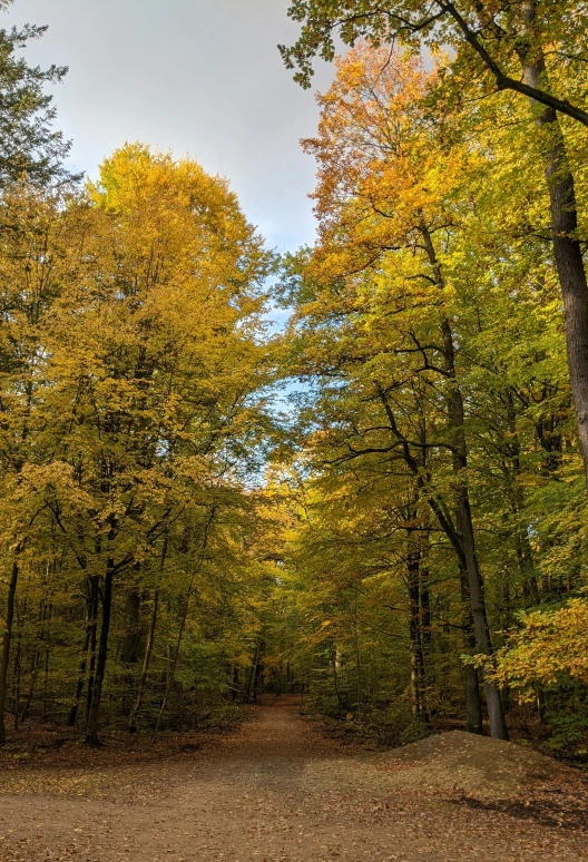 this is a path in a colorful autumn forest