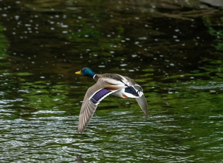 the bird has been in flight over the water