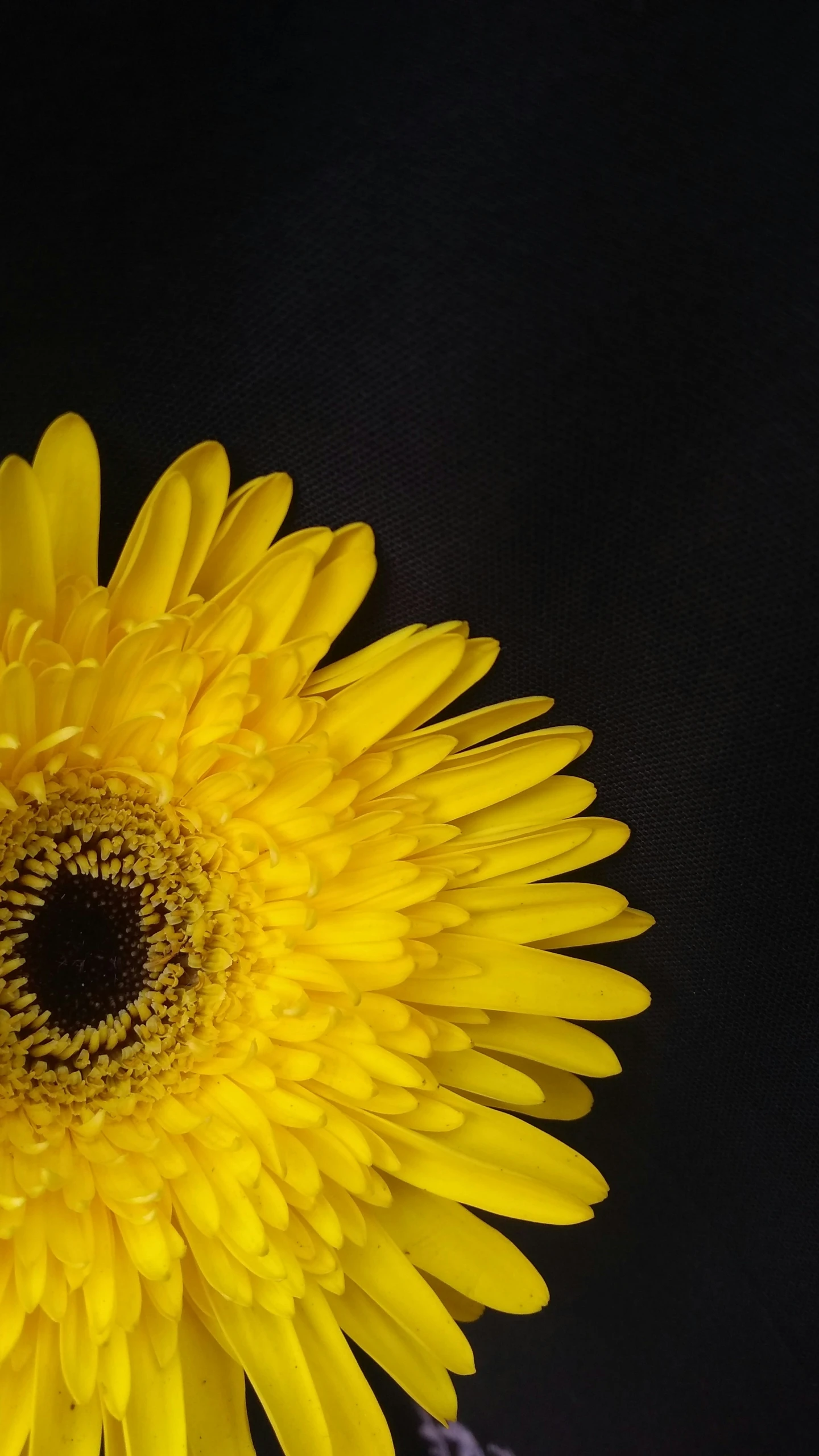 a yellow flower with green stems sits in the sunlight