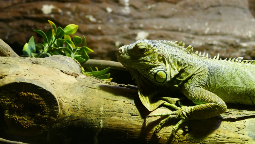 a green iguana perched on a tree nch next to a wall