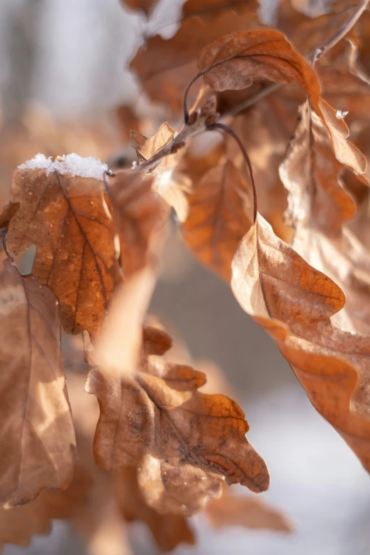 an old nch of a tree with snow on the leaves