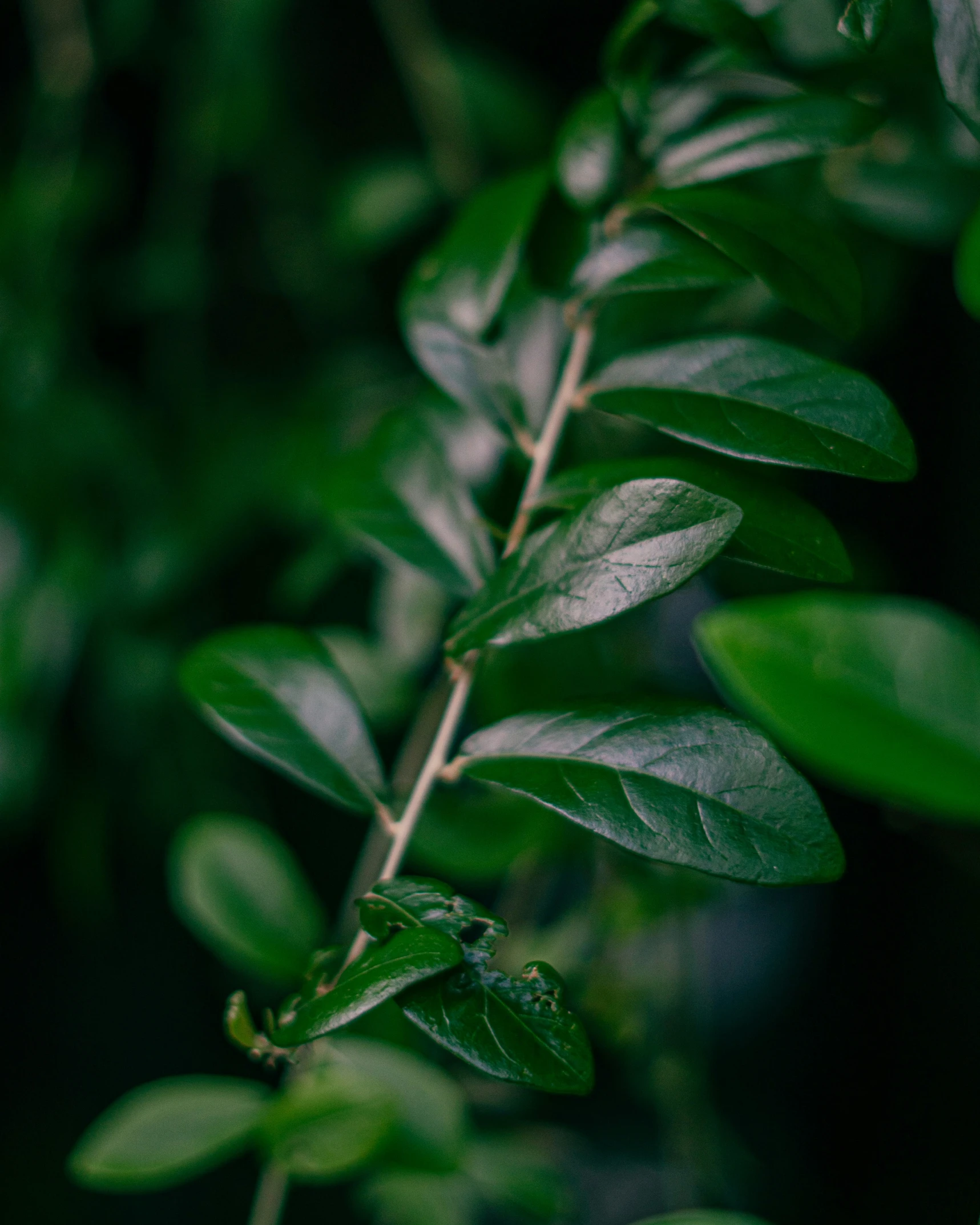 a leafy tree nch in front of a background