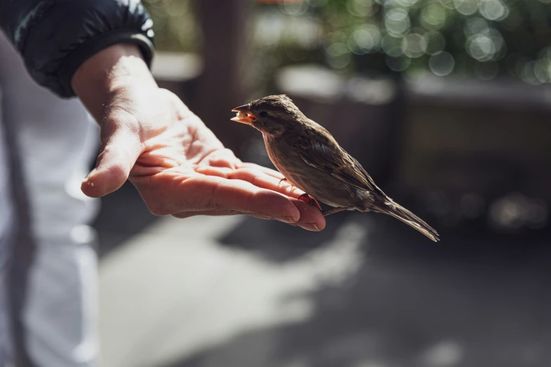 the small bird is eating out of someone's hand