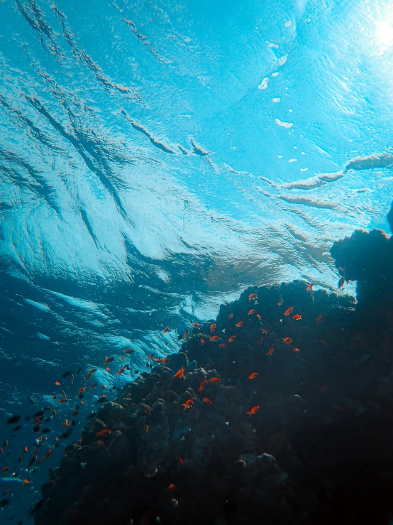 a underwater po shows fish and plants