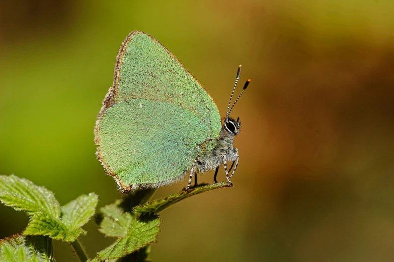 a small green erfly sitting on top of a leaf