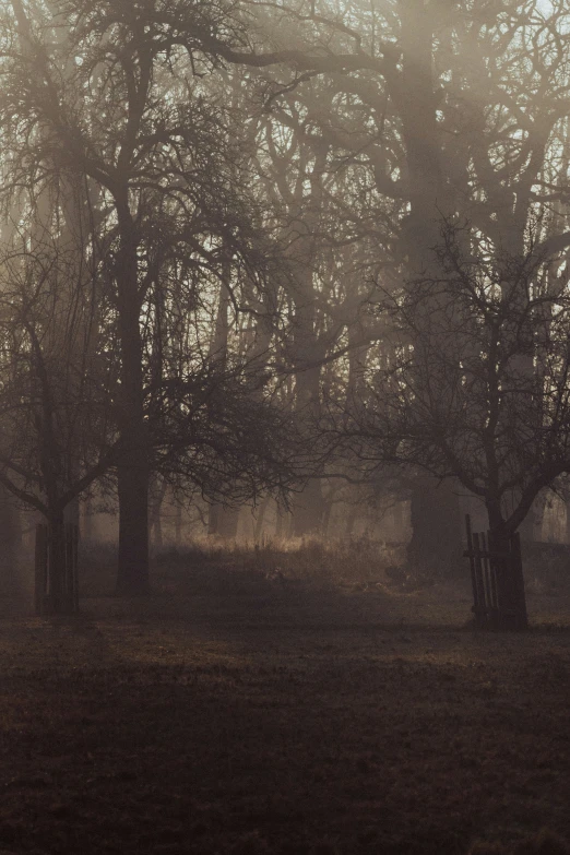 a very big tree in a foggy forest