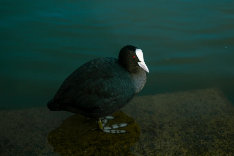 a black bird sitting on some rocks near water